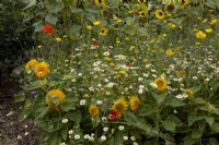 Mixed wildflower planting, sunflowers, chamomile, poppies, daisies in corner of walled vegetable garden