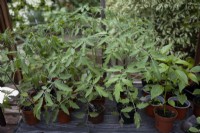 Lycopersicon, Tomato plants on greenhouse bench, somewhat drawn due to lack of light and unsuitable conditions