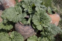 Rheum x hybridum, Rhubarb patch with rhubarb forcing pots, various varieties