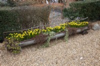 Old farmyard feeding trough recycled as a planter with miniature daffodils on a pea gravel front garden