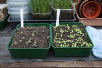 Vegetable seedlings energing from compost in small trays, Cabbage 'Caraflex F1' and Lettuce 'Analena'