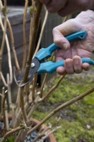 Pruning back stems of Hydrangea with secateurs in spring
