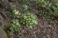 Self set primroses flowering through oak leaf litter at foot of oak tree