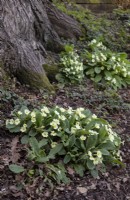 Self set primroses flowering through oak leaf litter at foot of oak tree