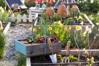 Trug with seedlings and onion sets on raised bed in kitchen garden.