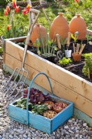 Trug with seedlings and onion sets in front of the raised bed.