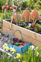 Trug with seedlings and onion sets in front of the raised bed.