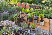 Kitchen garden with vegetables and herbs grown in hanging pots and in raised beds.