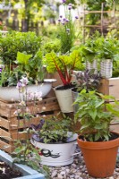 Herbs and vegetables in containers - onion, chives, swiss chard, purple sage and lovage.