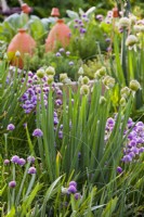 Welsh onion - Allium fistulosum and chives - Allium schoenoprasum.