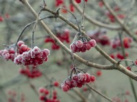 Red berries of  Viburnum lantana, Wayfaring tree, in December frost  winter 