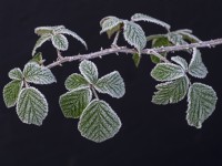 Rubus fruticosus - Bramble - covered in frost  Decenber Norfolk