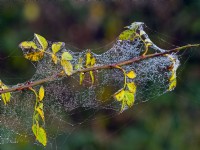 Rosa canina foliage covered in spiders webs winter dew December