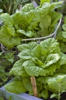 Lactuca sativa romana - Romaine lettuce
