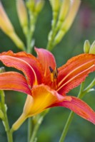 Hemerocallis fulva - Common Orange Daylily