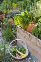 Raised vegetable bed and trug of harvested swiss chard in kitchen garden.