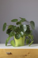 Pilea peperomioides on oak front cupboard - Chinese Money Plant