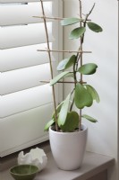 Hoya kerrii trained onto support made from home grown bamboo canes on windowsill - Sweetheart Plant or Valentine Hoya