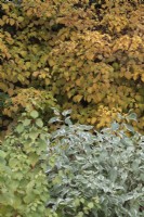  Hydrangea anomala subsp petiolaris with Cornus 'Midwinter Fire' and Cornus Alba 'Elegantissima' - October