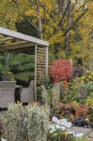 Autumn garden with wicker table and chairs under wooden pergola with Acers, Dicksonia antarctica, Senecio candidans 'Angel Wings' and Euonymus japonicus 'White Spire'  October
