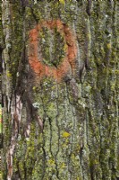 Populus - Poplar tree bark detail with red circular paint mark, Bryophyta - Green Moss and Lichen growth - June