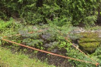 Border of fragile plants protected with orange tape in garden, Centre-de-la-Nature, Laval, Quebec, Canada - June
