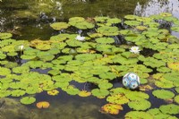 Pond with white flowering Nymphaea alba - Waterlilies and lost soccer ball - June