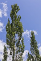 Populus alba - White Poplar tree in summer - July