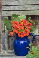 Nasturtiums in blue pottery jug on chair