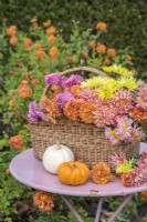 Mixed Chrysanthemums displayed in wicker basket on table with miniature squashes