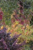 Autumn colours of Euphorbia griffithii 'Fireglow', Cornus alba 'Siberica' and Berberis 'Golden Ring'