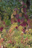 Autumn colours of Euphorbia griffithii 'Fireglow' and Cornus alba 'Siberica'