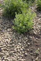 Pebbles used as mulch around plants in border