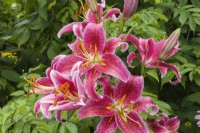 Lilium orientalis 'Stargazer' - Lily in summer, Quebec, Canada - JUly