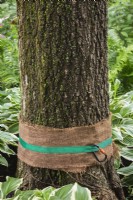 Burlap strip to protect tree trunk from direct contact with strap and carabiner hook being used to tie a rope to a tree - June