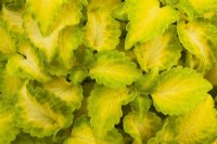 Solenostemon 'Terra Nova Electric Slide' - Coleus plant leaves - June