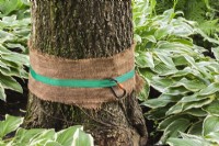 Wrapped burlap strip to protect tree trunk from direct contact with strap and carabiner hook being used to tie a rope to a tree - June