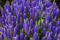 Salvia nemorosa 'Violet Profusion' - Sage - June