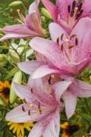 Lilium 'Dot Com' - Lily in summer, Quebec, Canada - July