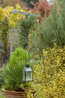 A glass lamp hanging from a shepherds crook amongst the autumn foliage of Punica granatum