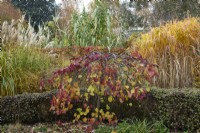 Cercis canadensis 'Ruby Falls' with Miscanthus sinensis 'Silberfeder' and Miscanthus giganteus in autumn