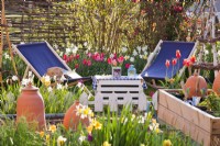 Relaxing area in spring garden. In foreground is kitchen garden with raised beds and tulips and daffodils in the background.