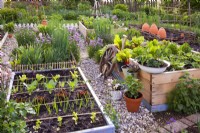 Row planting in raised bed with celery, onion, red lettuce, kohlrabi 'Vienna', onion, lettuce 'Romaine' and kohlrabi 'Kolibri F1', various containers planted with herbs and vegetables.