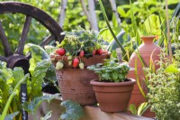 Strawberry and basil in pots.