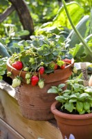 Pot grown strawberry.
