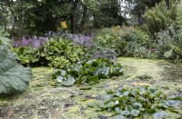 Pond in secret garden, Stockton Bury Garden, with water lilies and marginal plants