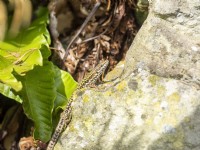 Lacerta vivipara - Common Lizard sunbathing on rock