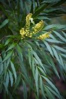 Mahonia eurybracteata 'Sweet Winter' in December