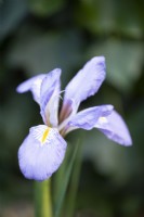 Iris unguicularis in February