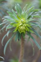 Euphorbia characias 'Lambrook Gold' in February
